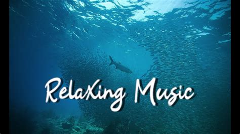 15 Minutes Of Relaxing Music | Under the Sea - YouTube