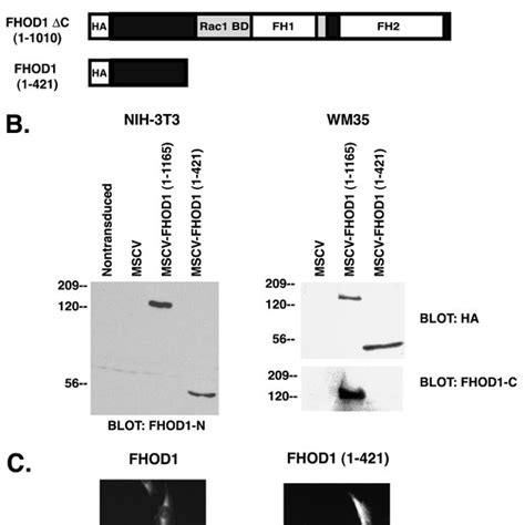 Generation Of Stable Fhod1 Positive Wm35 And Nih 3t3 Cell Lines A