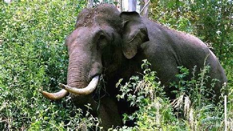 Elephant Attack In Kerala Forest