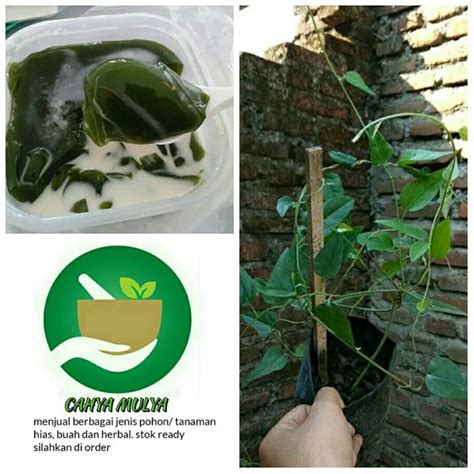 Jual Bibit Tanaman Daun Cincau Jelly Rambat Tanaman Cincau Jelly