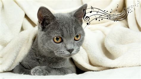 Deep Healing Music For Stressed And Anxious Cats With Cat Purring