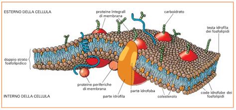 Membrana Biologica