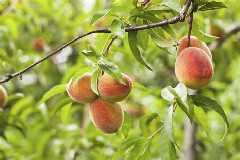 Peach Trees