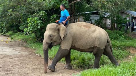 CRU Sampoiniet Aceh Jaya Rumah Tinggal Para Gajah Portal Berita UIN SU