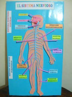 maquetas del sistema nervioso Búsqueda de Google Maqueta del