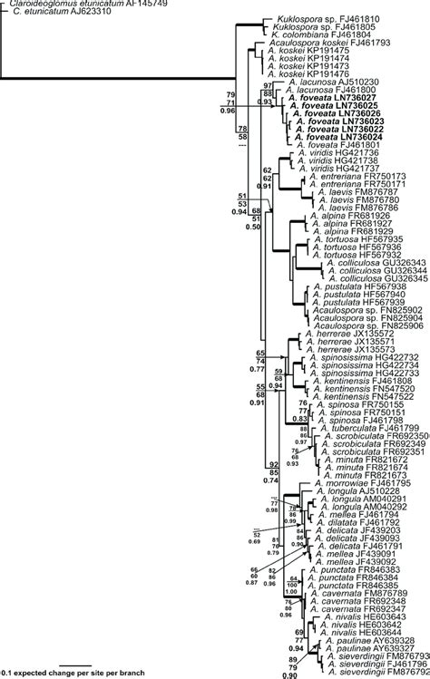 Phylogenetic Tree Of The Acaulosporaceae Obtained By Analysis From