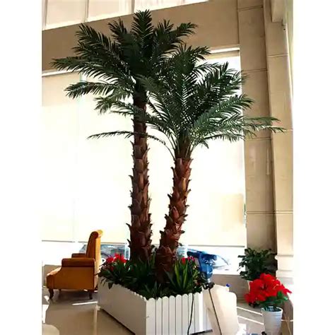 Indoor Coconut Tree