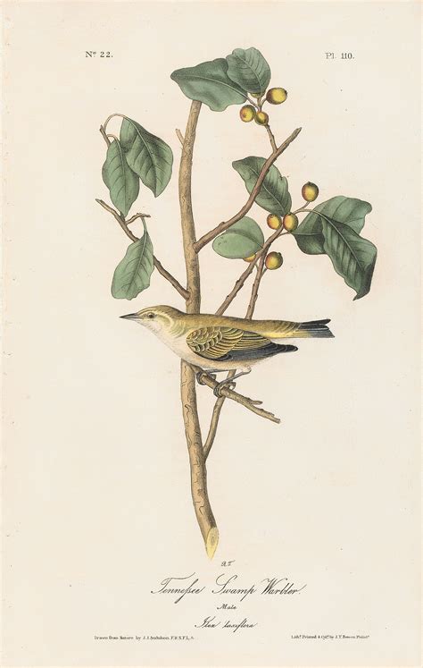 Audubon St Ed Octavo Pl Tennessee Swamp Warbler St Edition