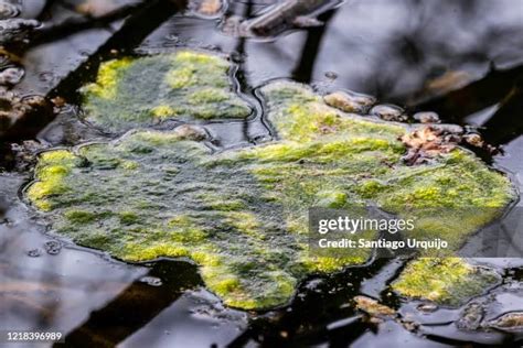 Eutrophication