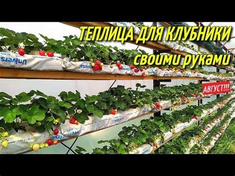 ТЕПЛИЦА ДЛЯ КЛУБНИКИ/Плодоношение клубники/Август. - YouTube