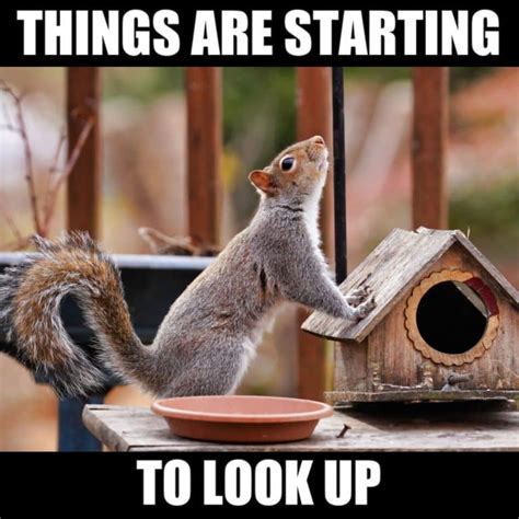 12 Funny Squirrel Memes to Make You Smile