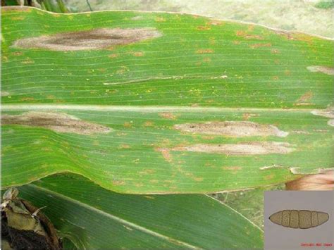 Disease Of Sorghum