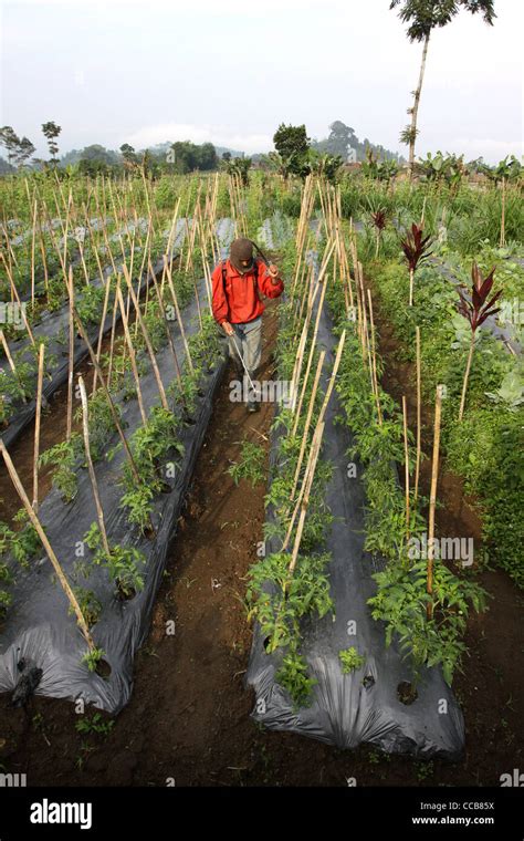 Farmer Spraying Pesticide Farm Fields Yogyakarta Indonesia Stock Photo