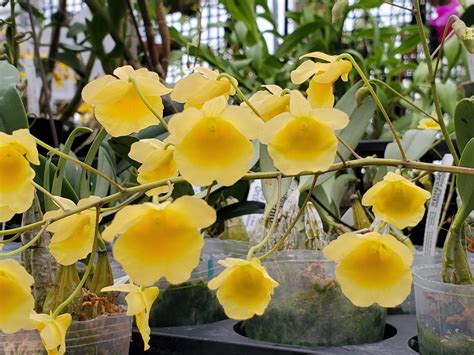 Dendrobium Lindleyi White Plains Orchids