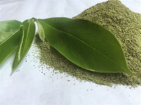 Soursop Leaves Powder 100 Natural Pure Annona Muricata Guanabana Graviola Leaves Powder Etsy