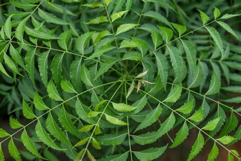 Neem Tree Leaves