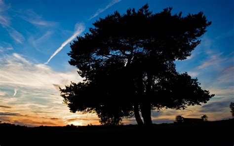 Wallpaper Sunlight Trees Sunset Nature Reflection Sky