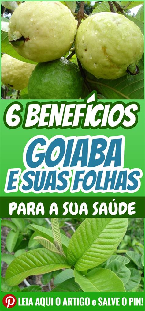 Conheça os benefícios da goiaba e de sua folha para a sua saúde