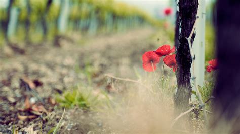 Opium Poppy Jagung Bunga Foto Gratis Di Pixabay Pixabay