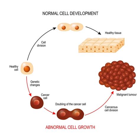 Hematopoietic Stem Cell Stock Vector Edesignua 43922447