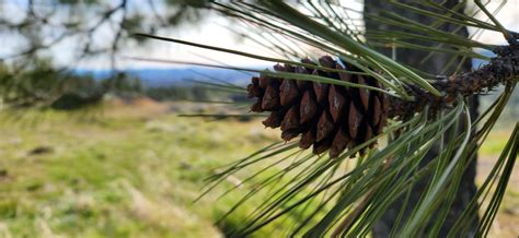 Pine Beetles | Inland Northwest Land Conservancy