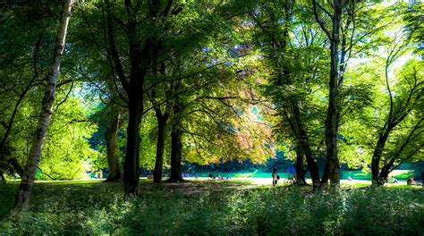 Wallpaper Sunlight Landscape Water Reflection Grass Sky Park