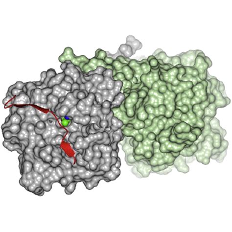 Crystal Structure Of An Intracellular Subtilisin Reveals Novel