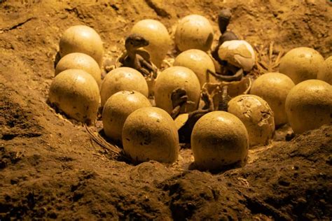 70 Million Year Old Dinosaur Embryo Discovered In Fossilized Egg