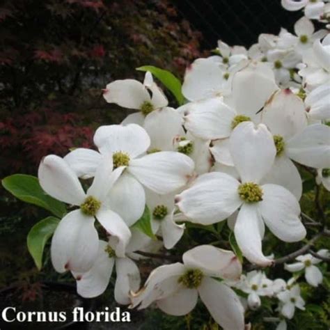 Cornus Florida White Flowering Dogwood American Dogwood