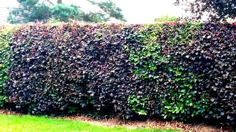 20 Mixed Green Purple Beech Hedging Plants 2 3ft Fagus Sylvatica