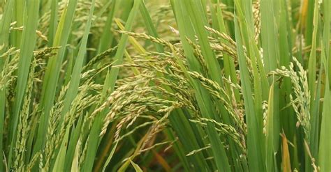 Agriculture Ministry Releases First Advance Estimates For Kharif Crop