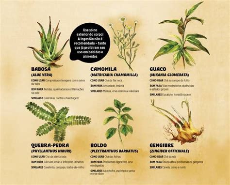 Quais S O As Plantas Medicinais Mais Utilizadas No Brasil Plantas