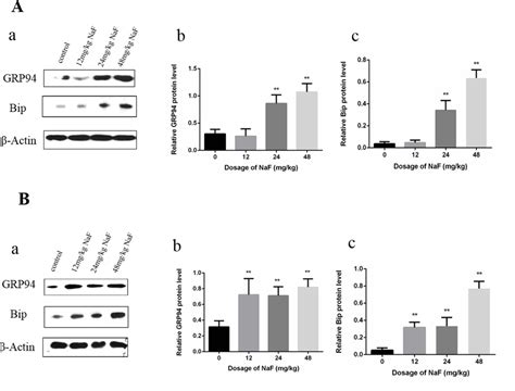 Sodium Fluoride Naf Induces The Splenic Apoptosis Via Endoplasmic