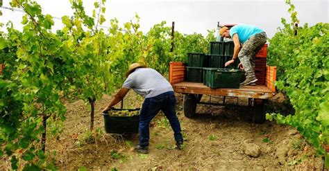 Vendemmia Condizionata Dai Mutamenti Climatici In Calo Del Si