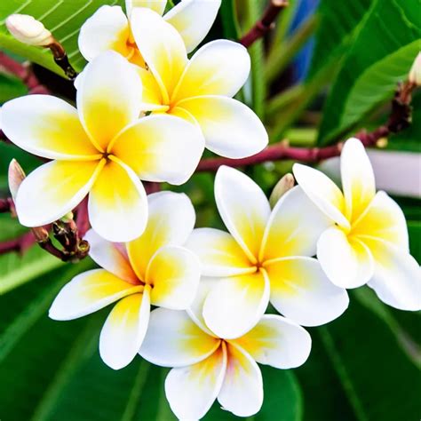 white yellow bicolor kalachuchi plumeria flower tree seeds frangipani ...