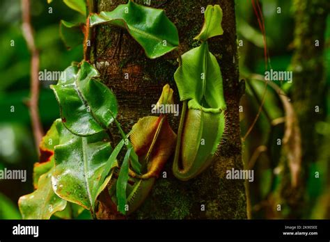 Close Up View Of Pitcher Plant Nepenthes Sp Growing Up A Tree Trunk