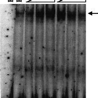 Enhancement Of The Dna Binding Activity Of Hnf By Ha X And Ha X Mt