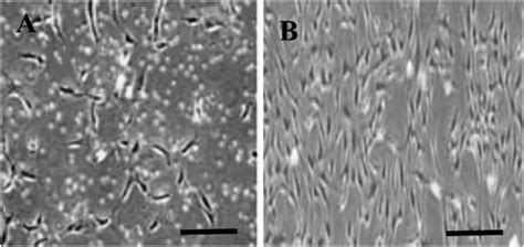 A During Isolation Human Bone Marrow Mesenchymal Stem Cells Bmscs