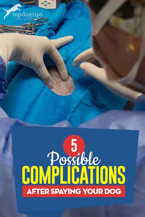 5 Possible Complications After Spaying Your Dog