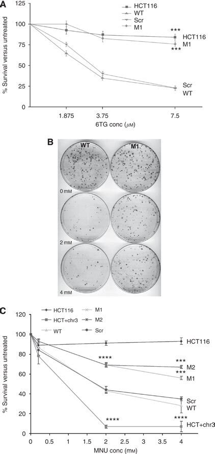 Drug Resistance In Mlh1 Depleted Cells A Summary Of Clonogenic Assay