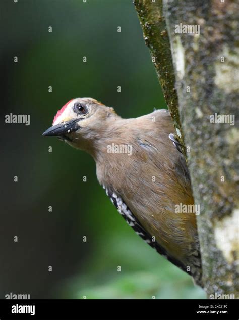 Birds Of Costa Rica Hoffmann S Woodpecker Melanerpes Hoffmannii Stock