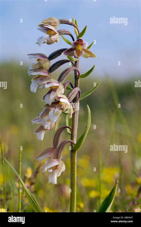 Marsh Helleborine Epipactis Palustris Stock Photo Alamy