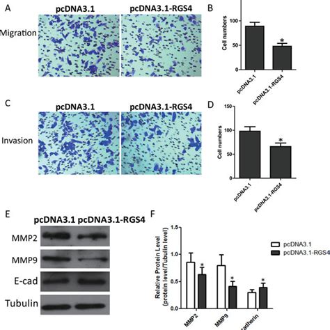 Overexpression Of Rgs Inhibits Melanoma Cell Migration And Invasion