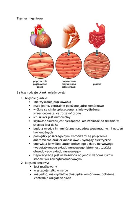 Tkanka Mi Niowa Budowa I Funkcje Tkanki Mi Niowej Mechanizm