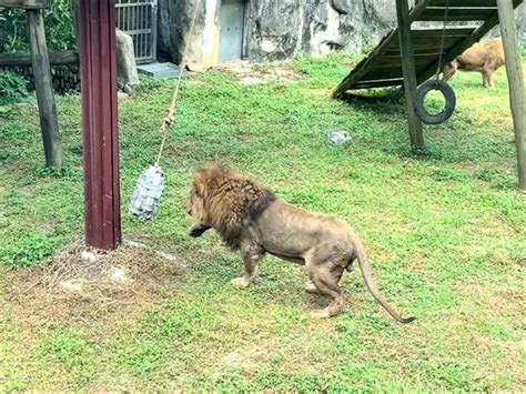 六福村動物搬新家 準備好10月壽山動物園亮相 生活 中時