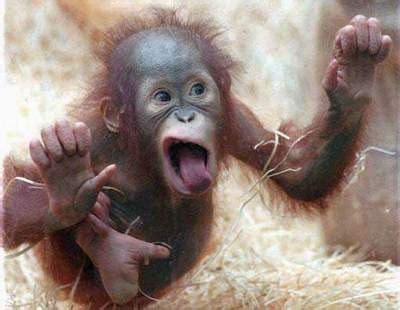 Latest Funny Pictures: Funny Monkey Faces Images