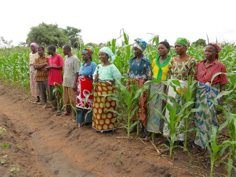 Malawis Ministry Of Agriculture Irrigation And Water Development Cimmyt