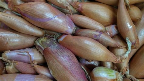 Growing Shallots How To Plant Shallots In Fall Almanac