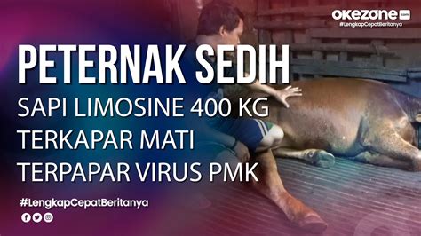 Peternak Sedih Sapi Limosine Seberat Kg Mati Terpapar Virus Pmk Di