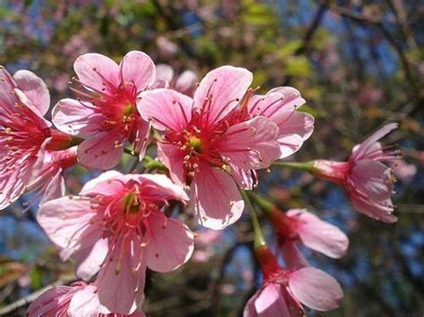 Learn How To Grow Stella Cherry Trees How To Guides Tips And Tricks